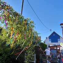 Maibaum OM4