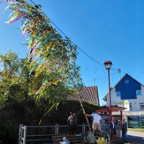 Maibaum OM7
